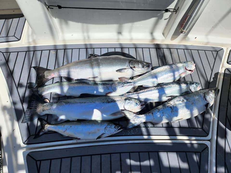 A Day's Catch of Salmon from Michigan